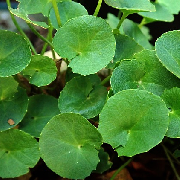 gotu kola.jpg